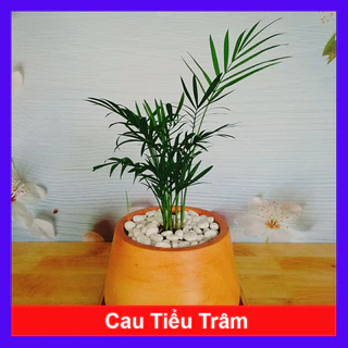 Cây Cau Tiểu Trâm - cây cảnh mini để bàn