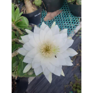 Xương Rồng Echino hoa trắng to đẹp. Đơn >100k tặng 3 cây xr