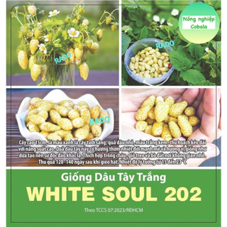 Hạt Giống Dâu Tây Trắng (202) 0.03gr