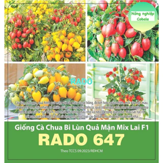 Hạt Giống Cà Chua Bi Lùn Quả Mận (647) 3 Hạt