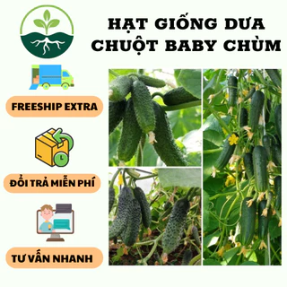 Hạt giống dưa chuột baby chùm siêu trái - ( 1 gói 10 hạt/Kèm 3 viên nén xơ dừa ươm hạt )