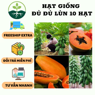 Hạt giống đu đủ lùn xanh siêu trái  - 10 hạt/gói