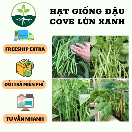 Hạt giống đậu cô ve lùn xanh ( đậu cove bụi ) - 1 gói 50gram