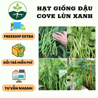 Hạt giống đậu cô ve lùn xanh ( đậu cove bụi ) - 1 gói 50gram