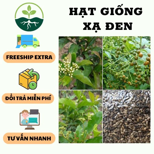 Hạt Giống Cây Xạ Đen - Cây dược liêu ( 1 gói 50 hạt )