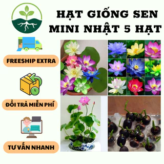 Hạt giống sen mini nhật nhiều màu - 1 gói 5 hạt