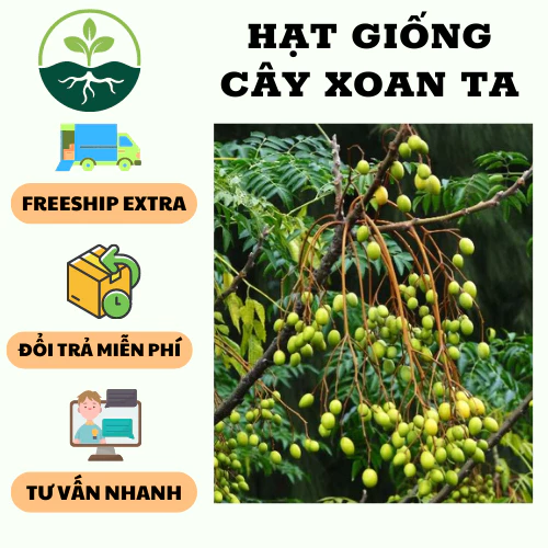 Hạt Giồng Cây xoan ta ( sầu đông, thầu đâu ) - Gói 30 hạt - hgct3