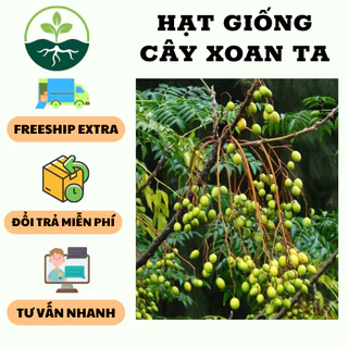 Hạt Giồng Cây xoan ta ( sầu đông, thầu đâu ) - Gói 30 hạt - hgct3