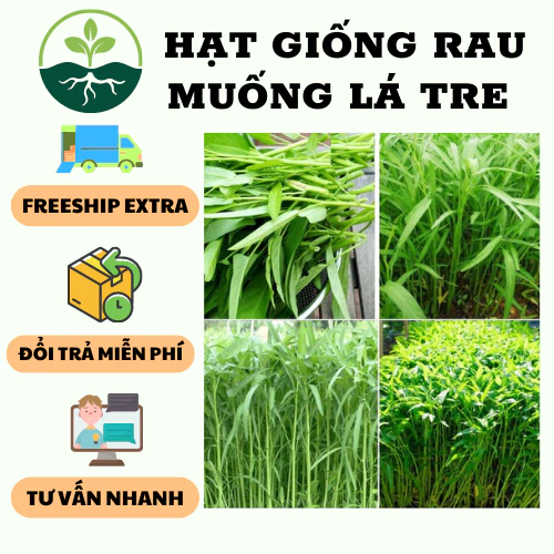 Hạt giống Rau muống lá tre cao sản - 1 gói 50gram