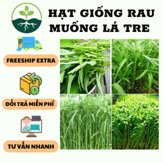 Hạt giống Rau muống lá tre cao sản - 1 gói 50gram