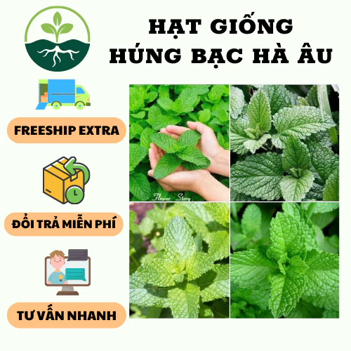 Hạt Giống Húng Bạc Hà Âu  ( giống húng lũi ) - 1 gói 0.2gram