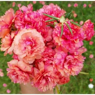 Hoa mười giờ màu cam hồng