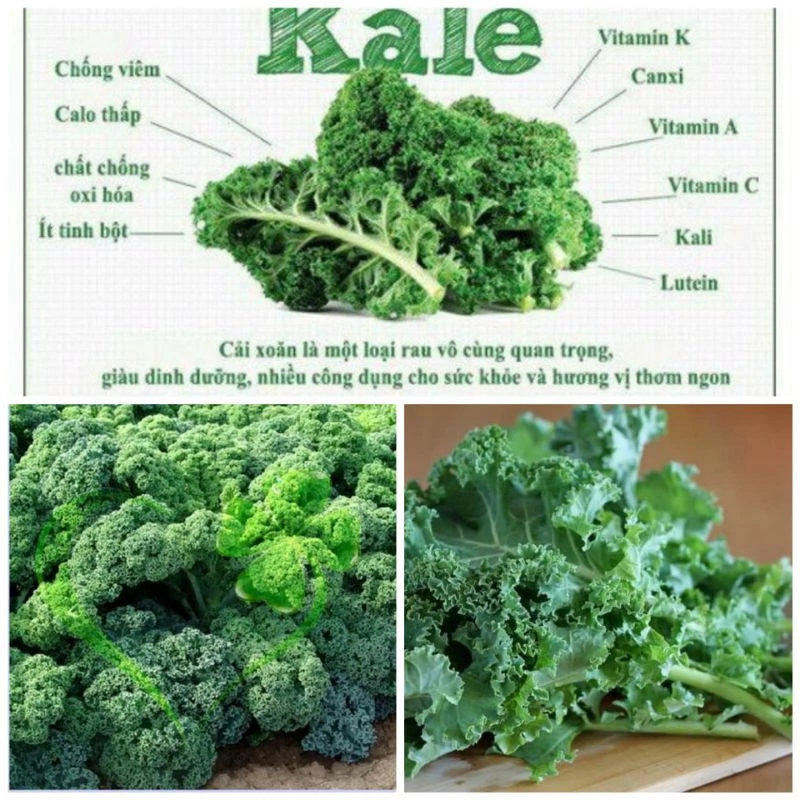 Hạt giống cải KaLe xanh 2gr