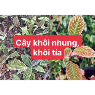 [cây giống] Khôi nhung, khôi tía hỗ trợ chữa bệnh dạ dày