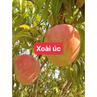 cây XOÀI ÚC ( cây ghép, chuẩn giống)