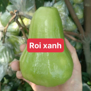 cây Roi xanh (cây ghép chuẩn giống)