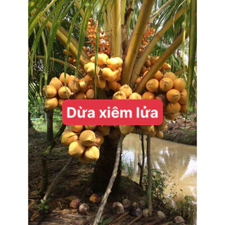 cây Dừa xiêm lửa F1 chuẩn giống - dừa đỏ