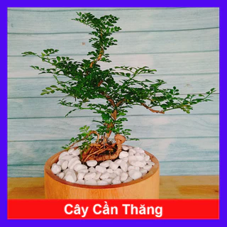 Cây Cần Thăng Cây cảnh Bonsai mini