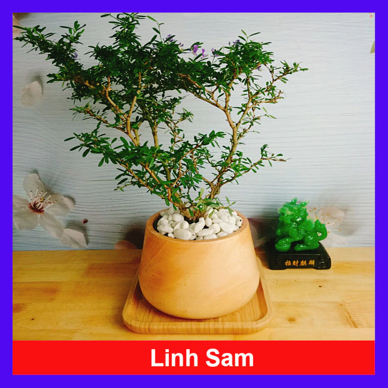 Cây Linh Sam - Cây cảnh sân vườn