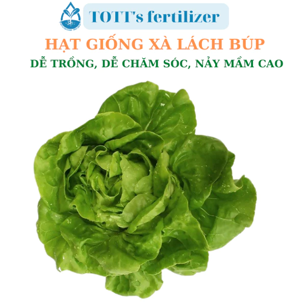 Hạt Giống xà lách búp dễ trồng TOTT's fertilizer