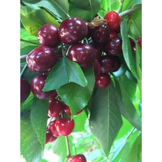 cây giống cherry anh đào(1caay)