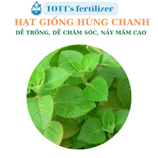 Hạt giống rau húng chanh dễ trồng TOTT's fertilizer