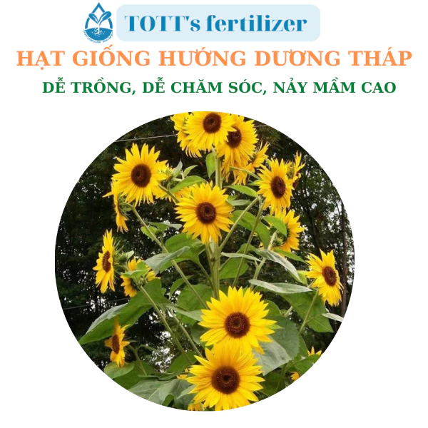 Hạt giống hoa hướng dương tháp dễ trồng TOTT's fertilizer