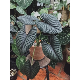 Cây Alocasia Nebula