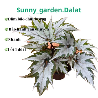 Chậu cứng begonia sumatra green - Hải đường đôi cánh thiên thần xanh