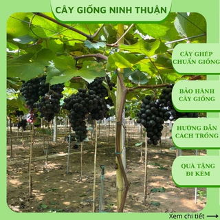 Cây nho giống Bailey Ninh Thuận thân dây leo giàn trồng chậu trên sân thượng NB12