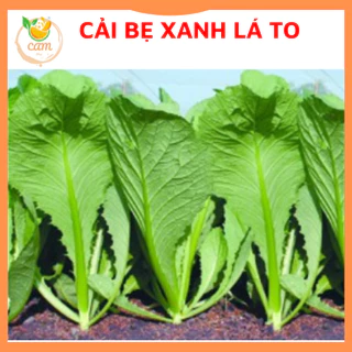 Hạt giống rau cải bẹ xanh lá to 20gram, hạt giống chuẩn tỷ lệ nảy mầm cao