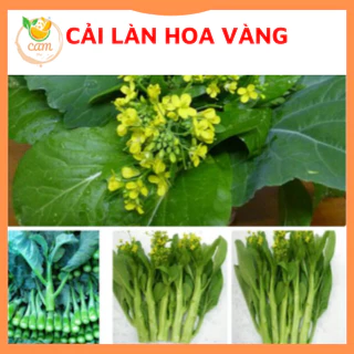 Hạt giống rau cải làn hoa vàng 20gram, hạt giống chuẩn tỷ lệ nảy mầm cao