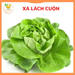 Hạt giống rau xà lách cuộn, hạt giống chuẩn tỷ lệ nảy mầm cao