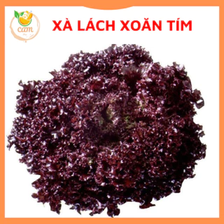 Hạt giống rau xà lách xoăn tím, hạt giống chuẩn tỷ lệ nảy mầm cao