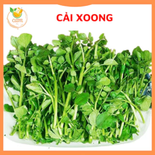 Hạt giống rau cải xoong, hạt giống chuẩn tỷ lệ nảy mầm cao