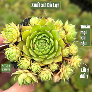 Sen đá phật bà SONDA GARDEN size bé 5-8cm, cây cảnh trang trí nhà cửa, lỗi 1 đổi 1