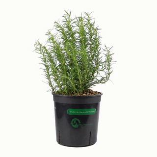 Hương thảo đứng | Stand Rosemary | Cây gia vị Âu Châu