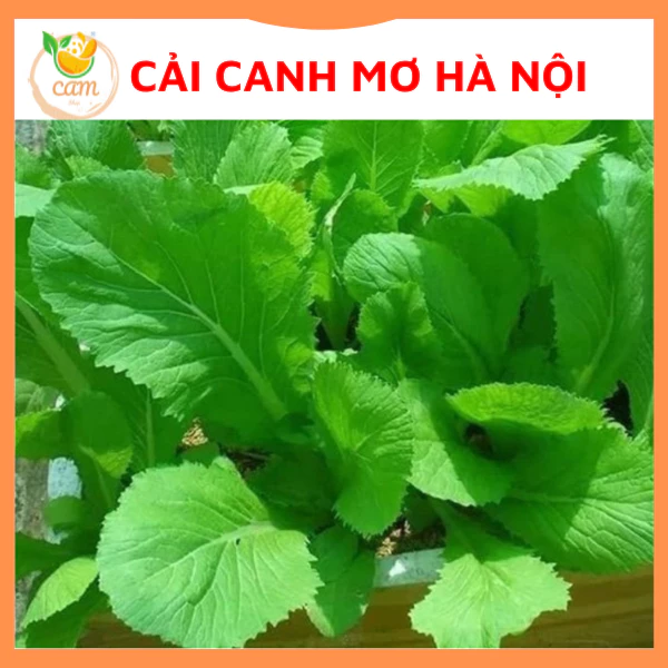 Hạt giống rau cải canh mơ Hà Nội 20gram, hạt giống chuẩn tỷ lệ nảy mầm cao