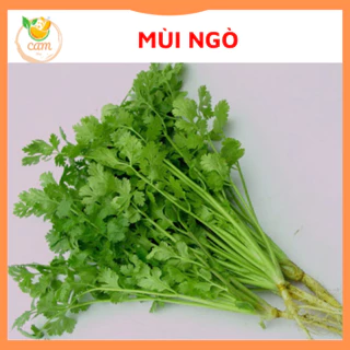 Hạt giống rau mùi ngò 20gram, hạt giống chuẩn tỷ lệ nảy mầm cao