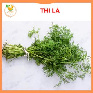 Hạt giống rau thì là 10gram, hạt giống chuẩn tỷ lệ nảy mầm cao