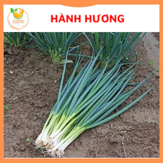 Hạt giống hành hương, hạt giống chuẩn tỷ lệ nảy mầm cao