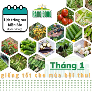 Hạt giống Rau Củ Quả trồng theo mùa ở miền Bắc - THÁNG 1 này trồng rau gì? - Hạt giống Rạng Đông