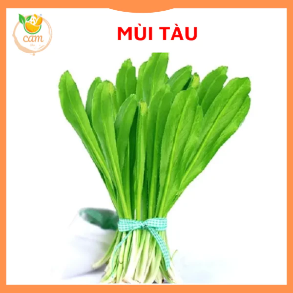 Hạt giống rau mùi tàu 5gram, hạt giống chuẩn tỷ lệ nảy mầm cao