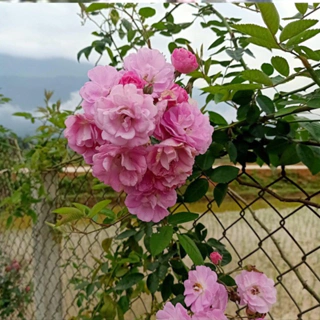 Hoa hồng leo tầm xuân cánh kép bông trùm thơm (gốc rễ trần) màu hồng phấn