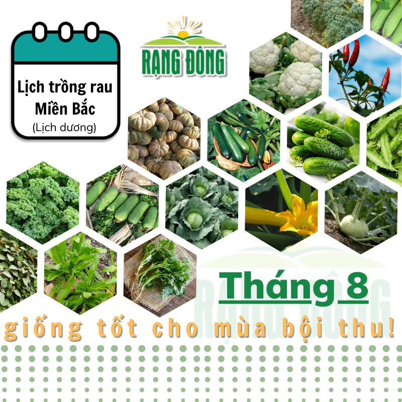 Hạt giống Rau Củ Quả trồng theo mùa ở miền BẮC, THÁNG 8 này trồng rau gì? - Hạt giống Rạng Đông