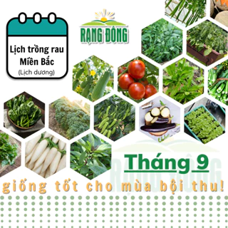 Hạt giống Rau Củ Quả trồng theo mùa ở miền Bắc, tháng 9 này trồng rau gì? - Hạt giống Rạng Đông