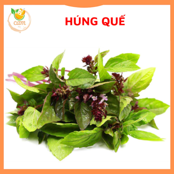 Hạt giống rau húng quế 20gram, húng chó hạt giống chuẩn tỷ lệ nảy mầm cao