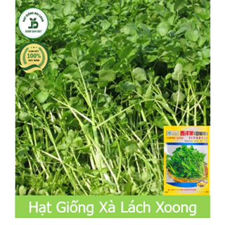 Hạt giống rau cải xoong, Xà lách xoong trồng cạn giàu dinh dưỡng