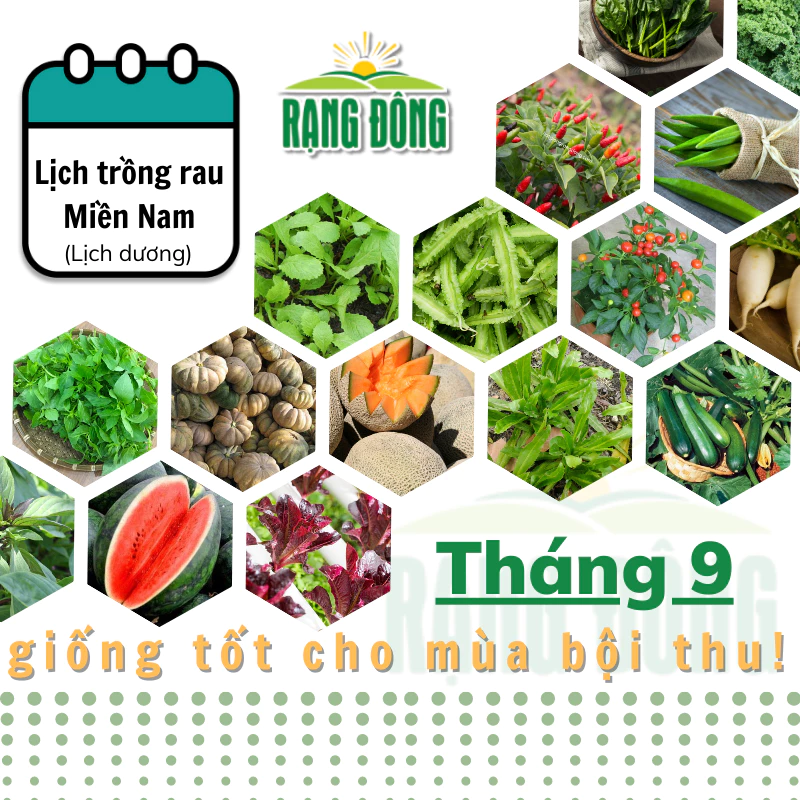 Hạt giống Rau Củ Quả trồng theo mùa ở miền Nam, tháng 9 này trồng rau gì? - Hạt giống Rạng Đông