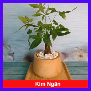 Cây Kim Ngân - cây cảnh để bàn